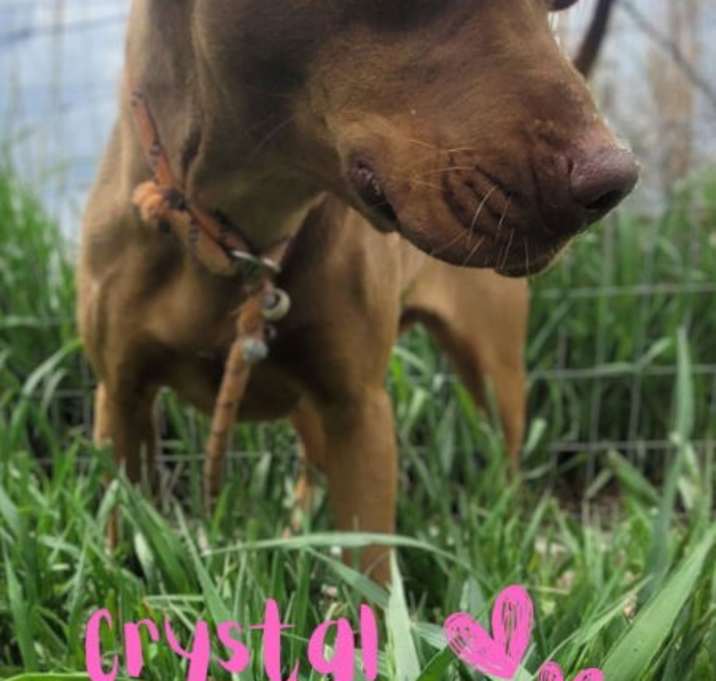 Photo of Crystal