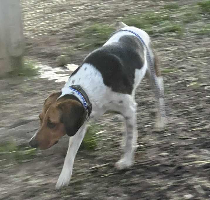Photo of Wishbone