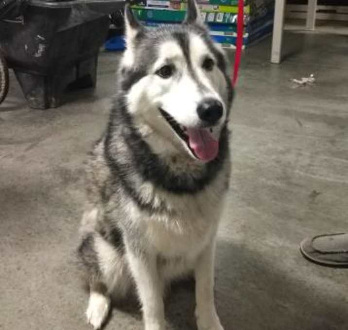 Photo of Thor - Winter