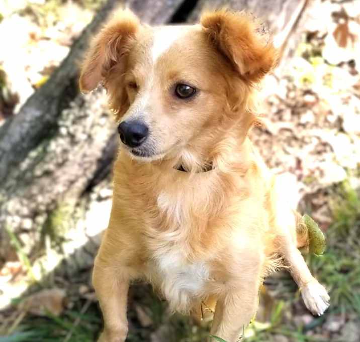 Photo of Copper-adoption pending