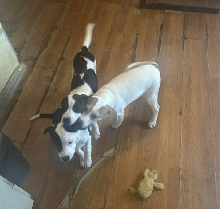 Photo of Helen-Beagle pup 8 mo