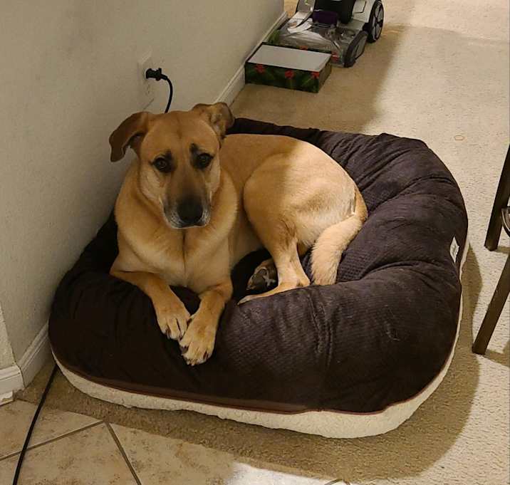 Photo of Layla