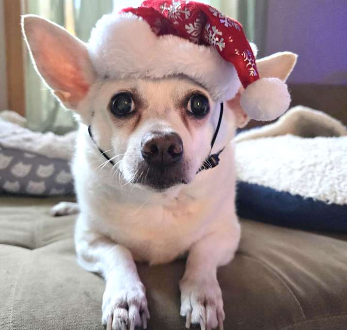 Photo of Joey