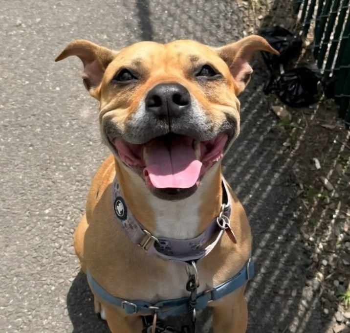 Photo of Carol (FOSTERED LOCALLY)
