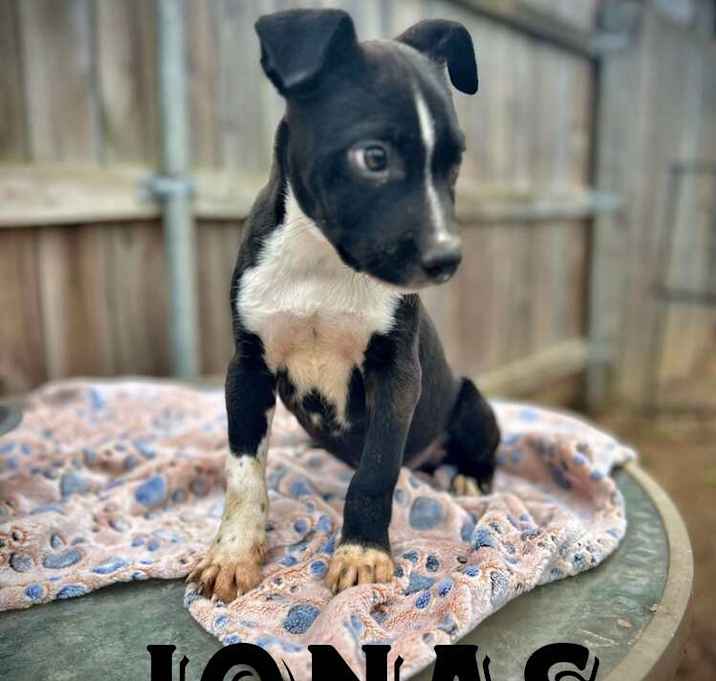 Photo of Jonas