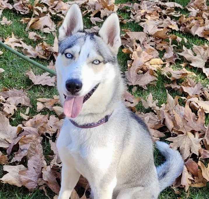 Photo of Ash