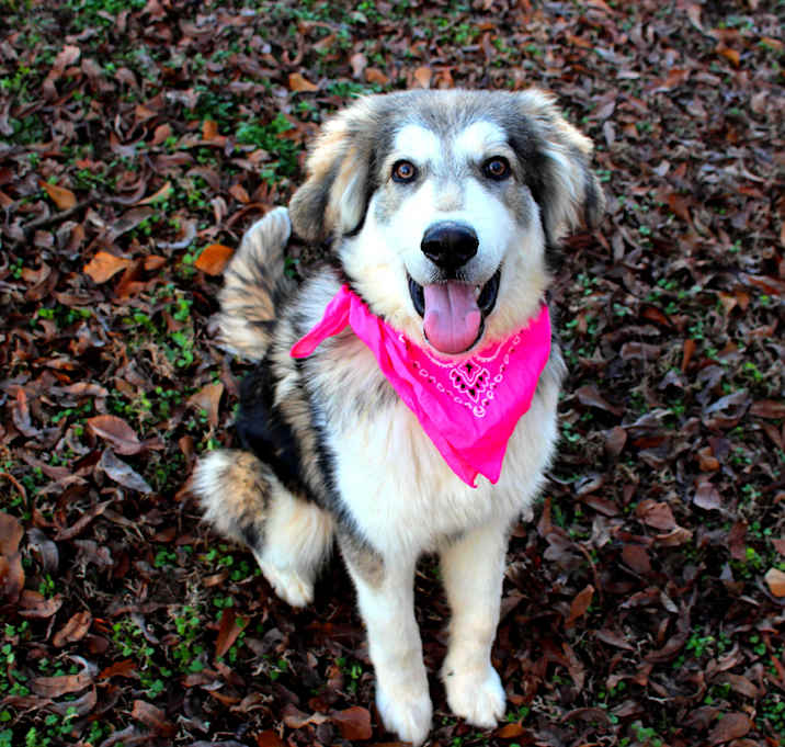 Photo of Bella
