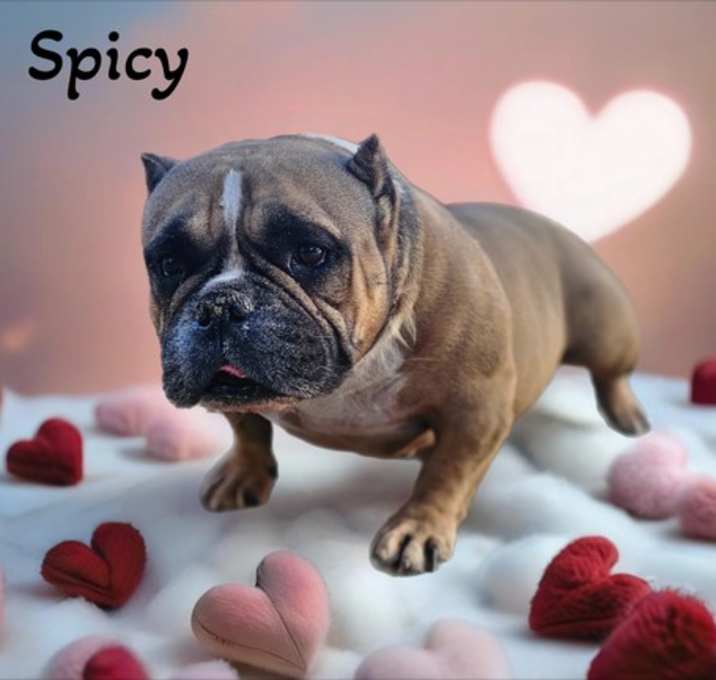 Photo of Spicy