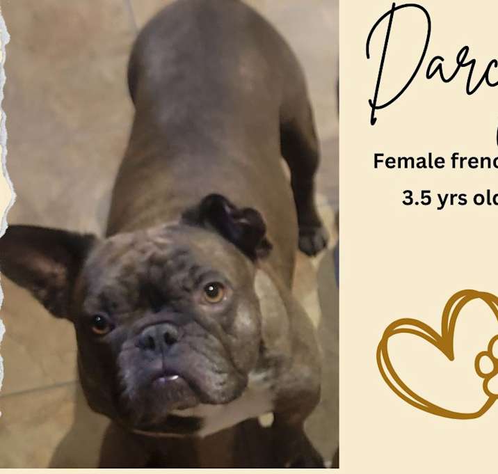 Photo of Darcy