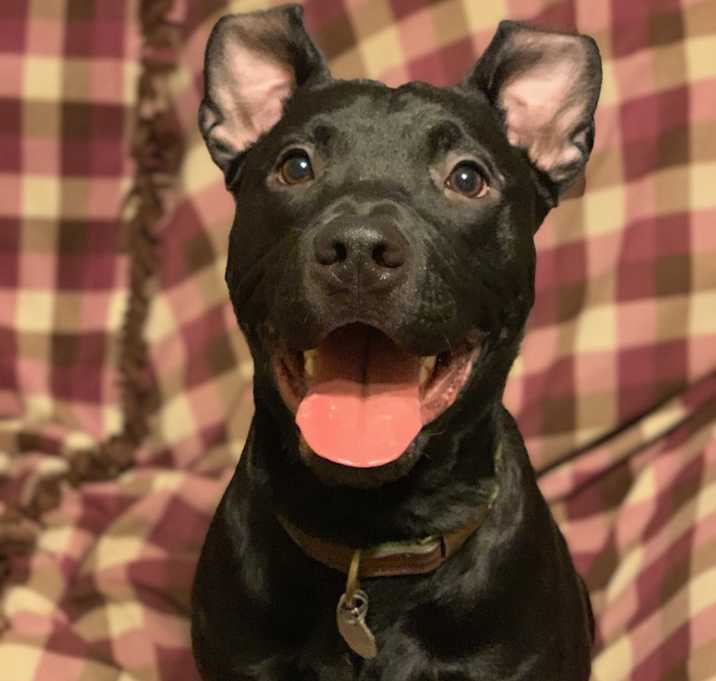 Photo of Groot