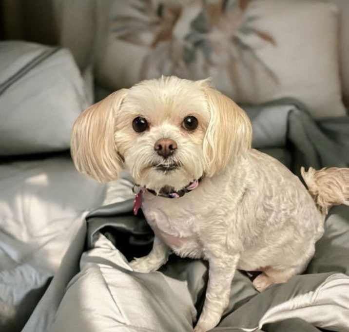 Photo of Daisy