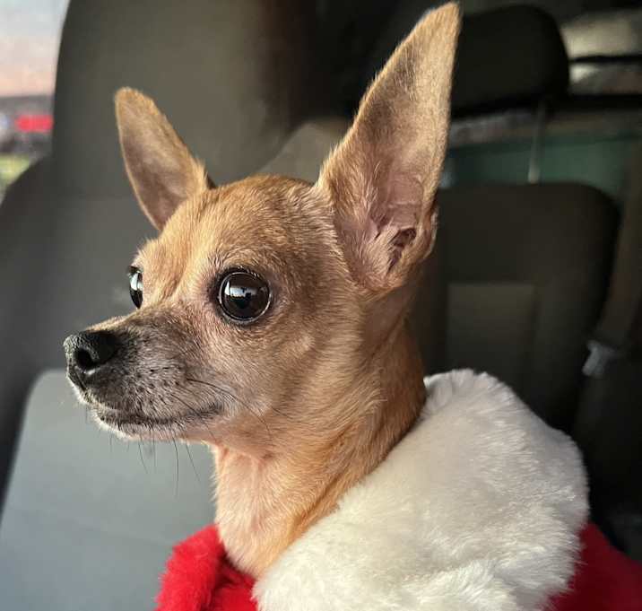 Photo of Lil Miss Gigi