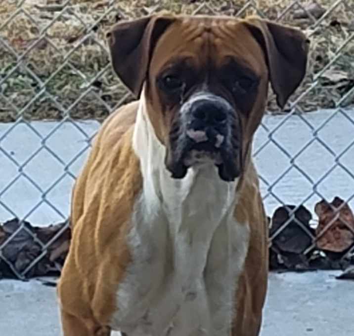 Photo of Gunner