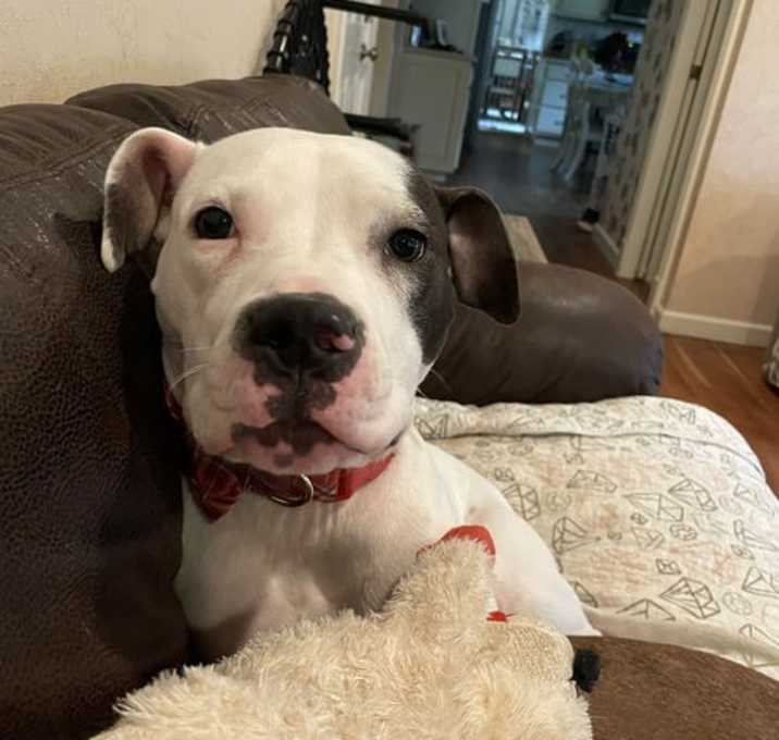 Photo of Pepper