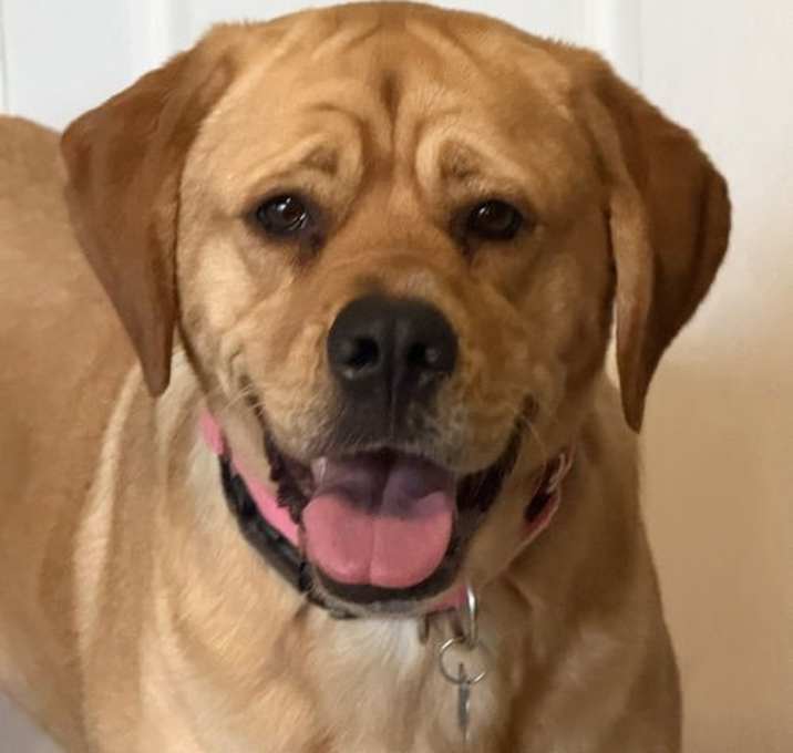 Photo of Peach (FKA Navabi)