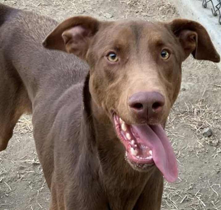 Photo of GOOSE