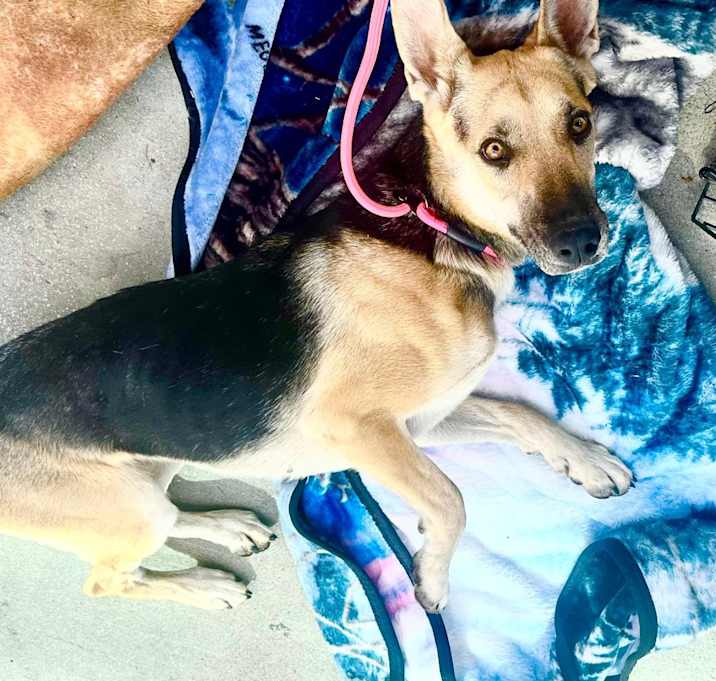 Photo of BELLA TRIXIE
