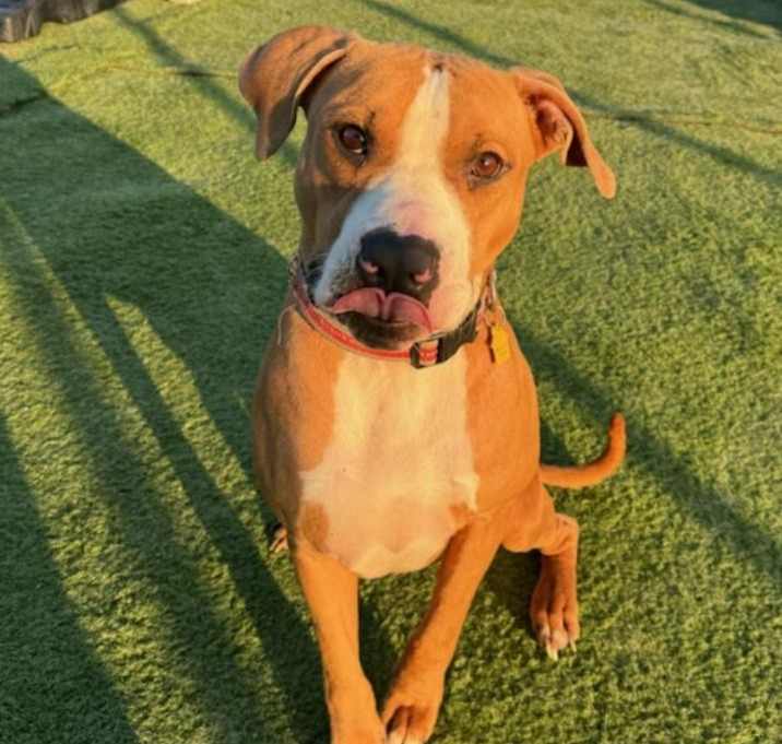 Photo of Petey