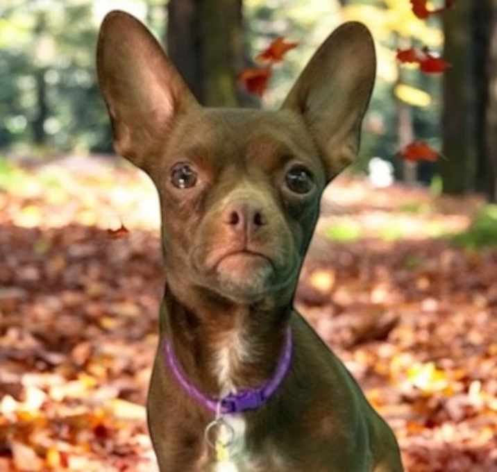 Photo of Annie