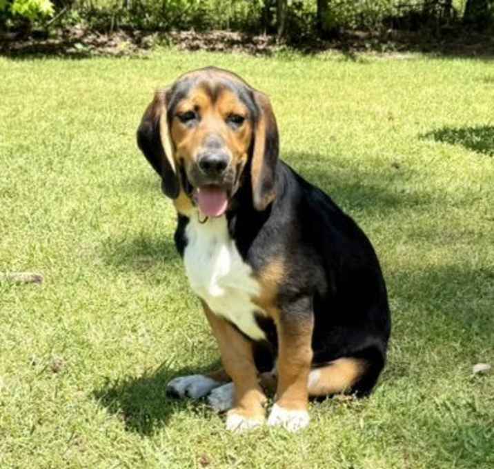 Photo of Blackie