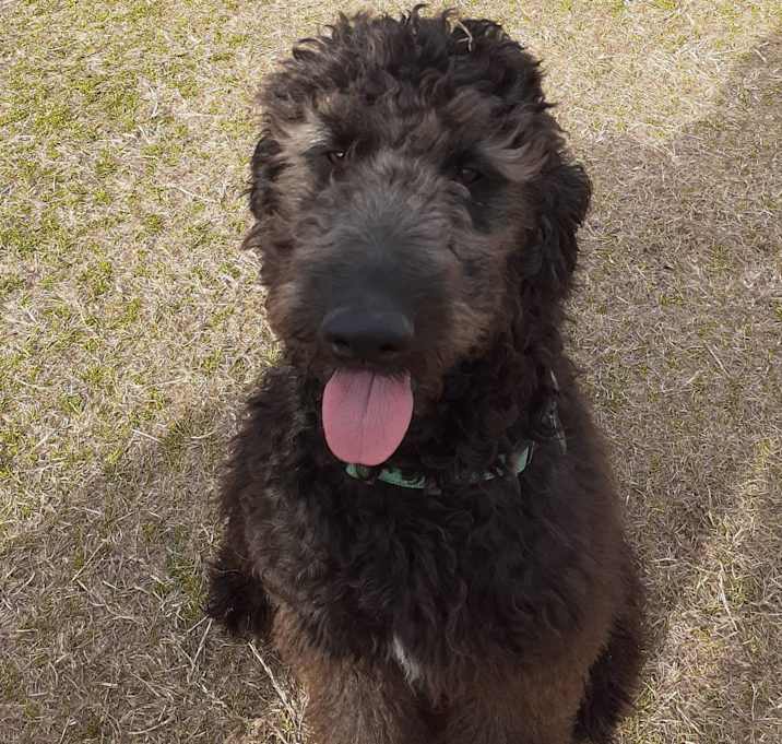 Photo of Shadow
