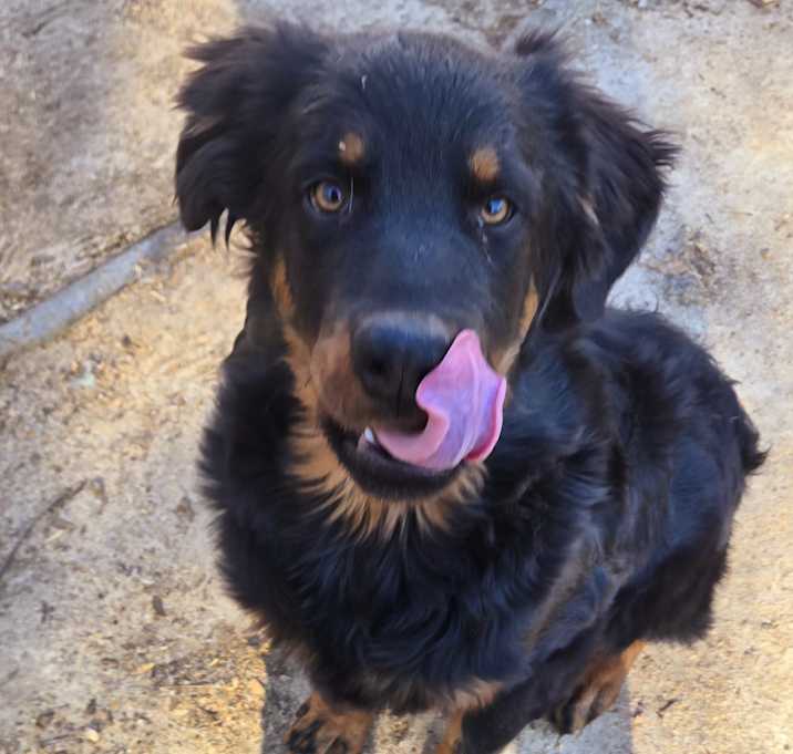 Photo of Curly