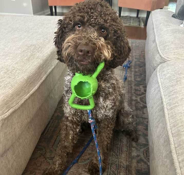 Photo of Auggie
