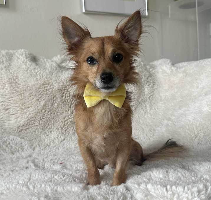 Photo of Simba