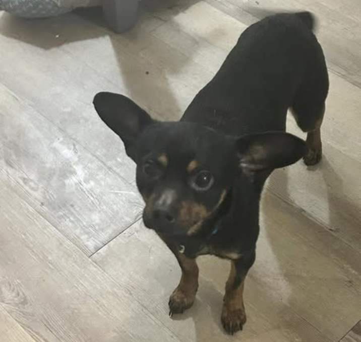 Photo of Chico