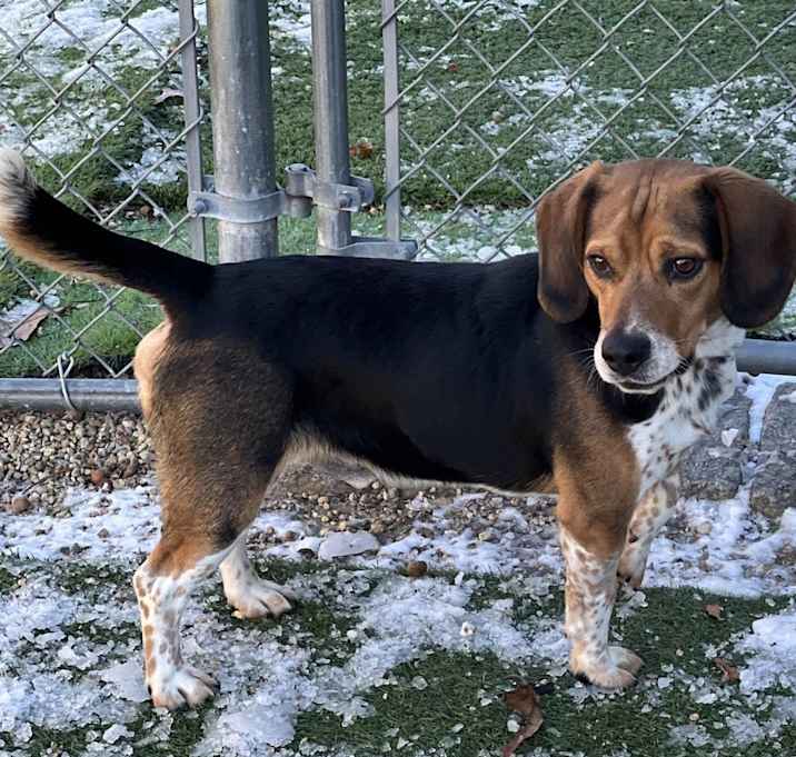 Photo of Odie