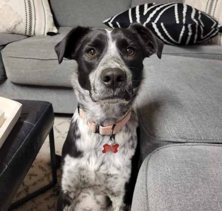 Photo of Suzi (a courtesy listing in Manhattan, KS)