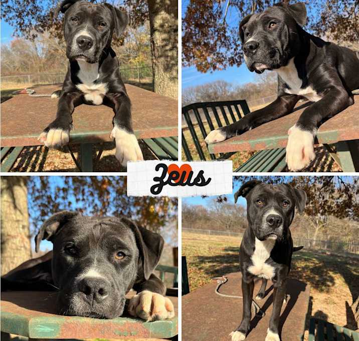 Photo of Zeus