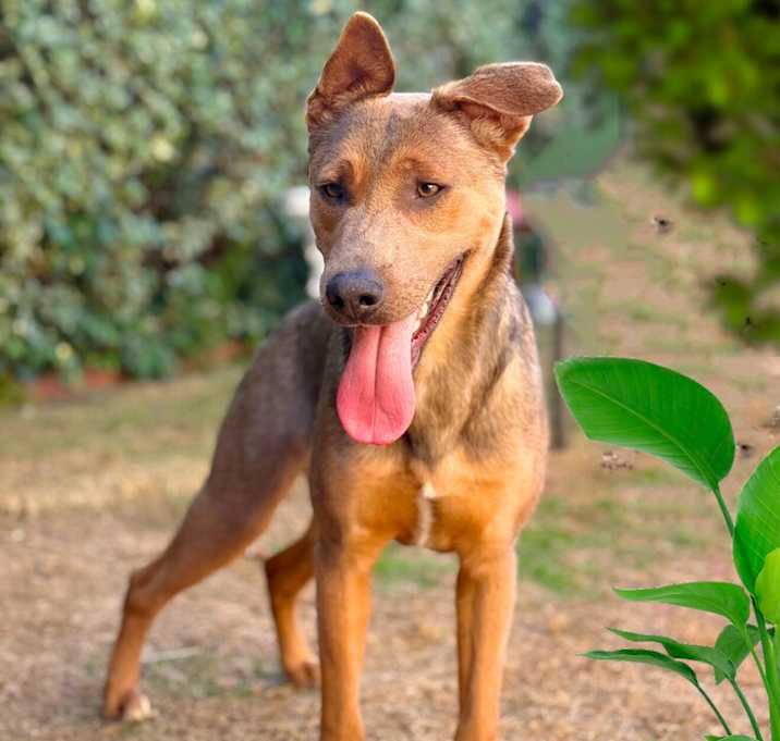 Photo of Bogi