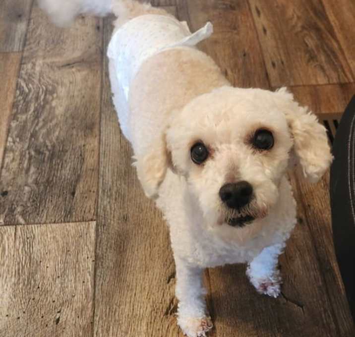 Photo of Mochi