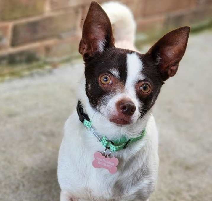 Photo of Nugget