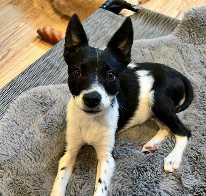 Photo of Primrose