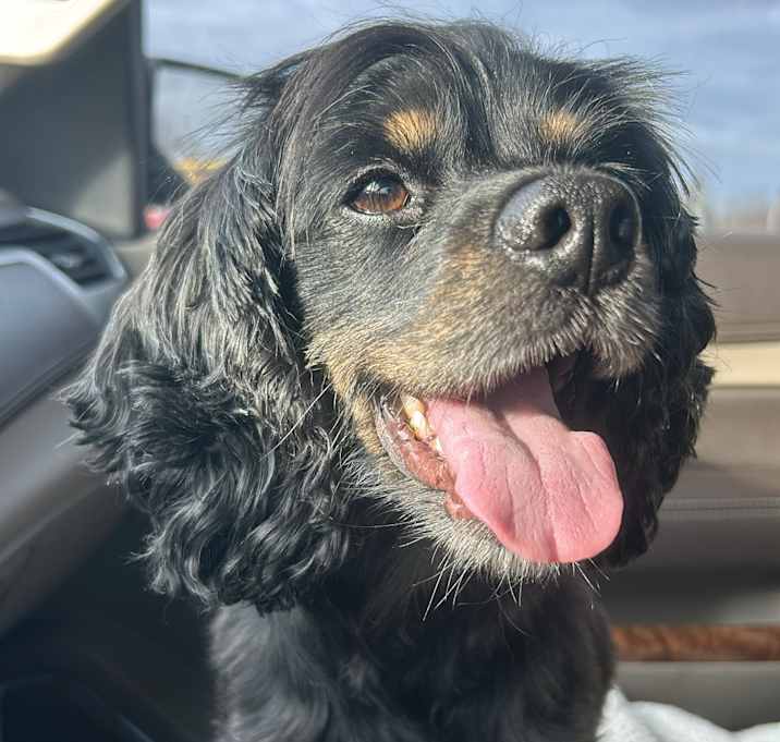 Photo of Ryder