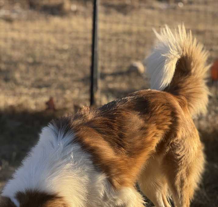 Photo of Bear