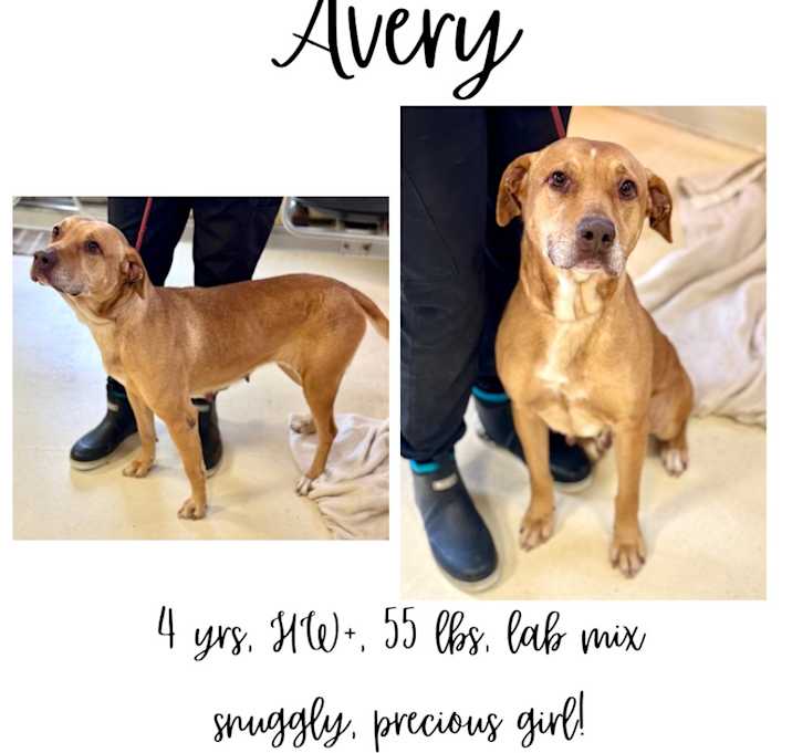 Photo of Avery