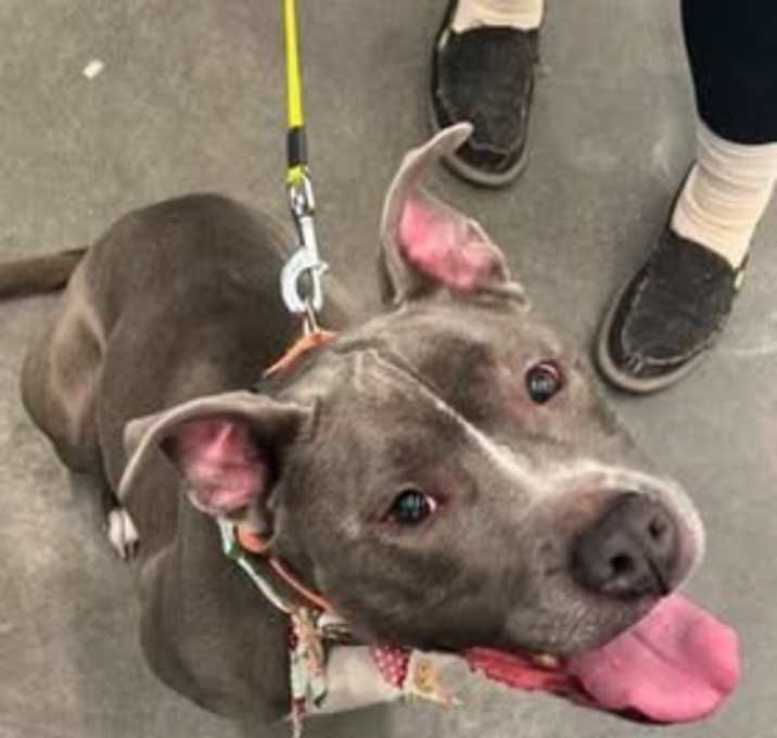 Photo of Bella