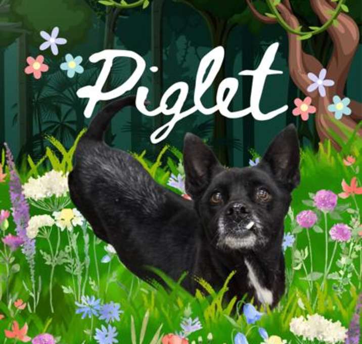 Photo of Piglet