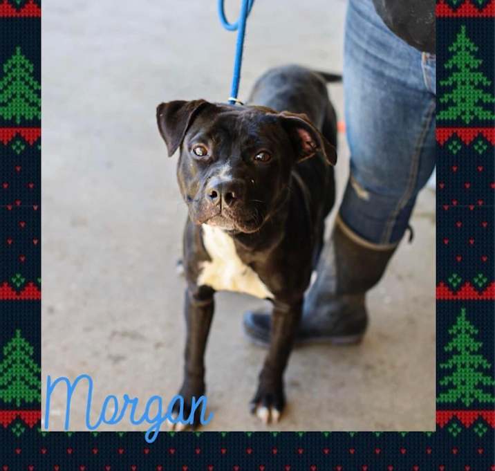 Photo of Morgan