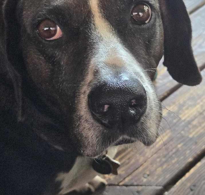 Photo of Banjo