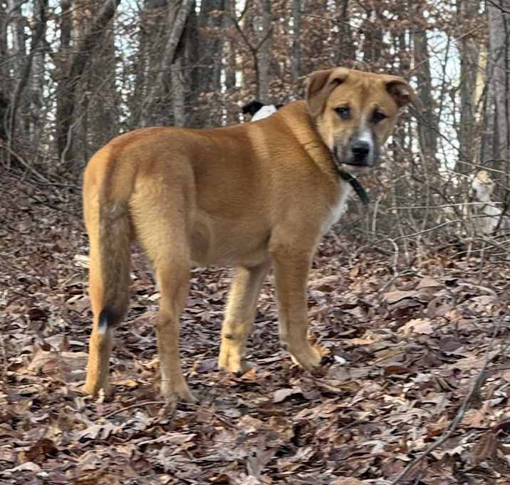 Photo of Rock Ruff