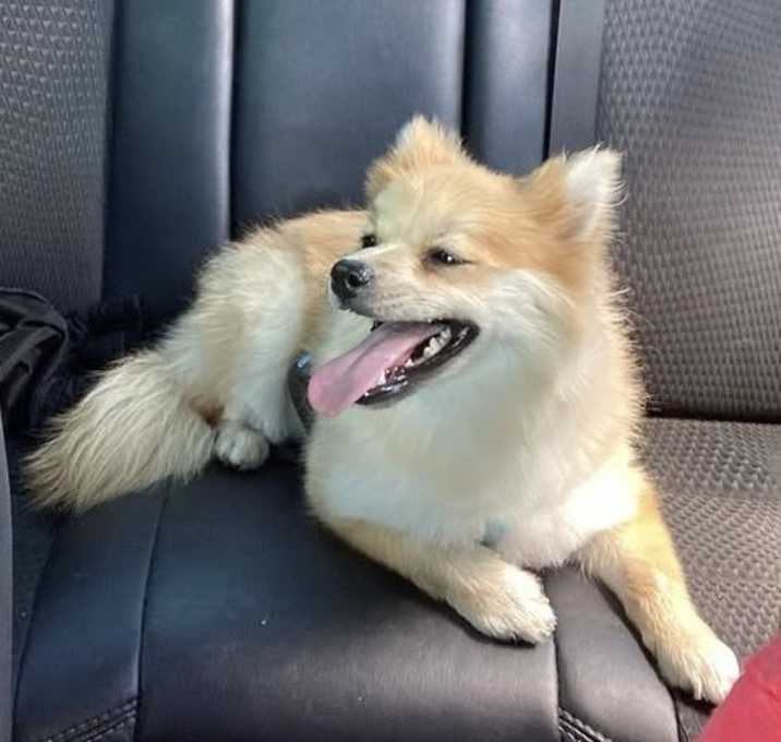 Photo of Nugget