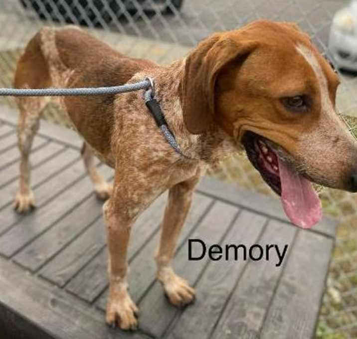 Photo of Demory