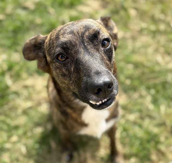 Photo of Cocoa