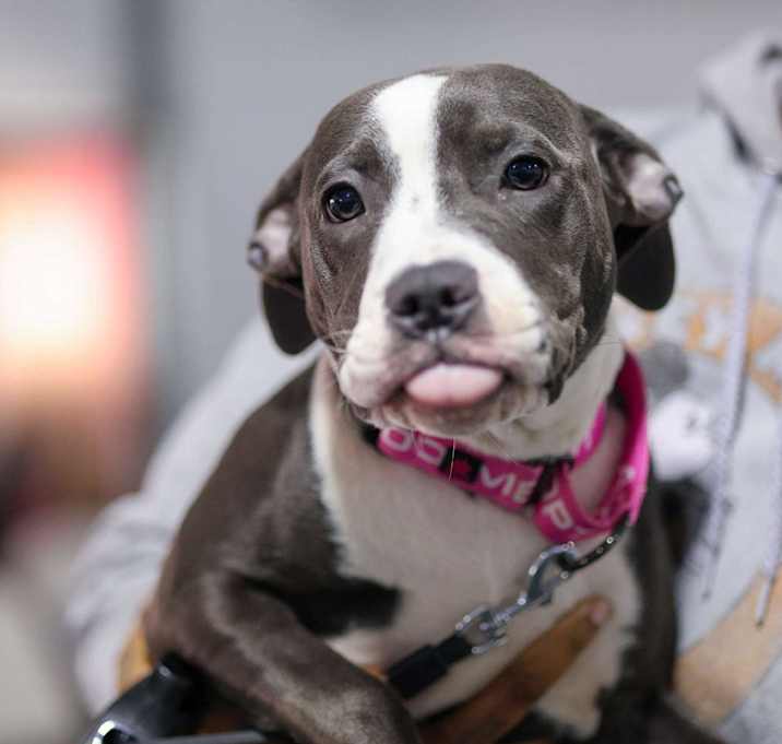 Photo of Blaze - Adoption Pending!