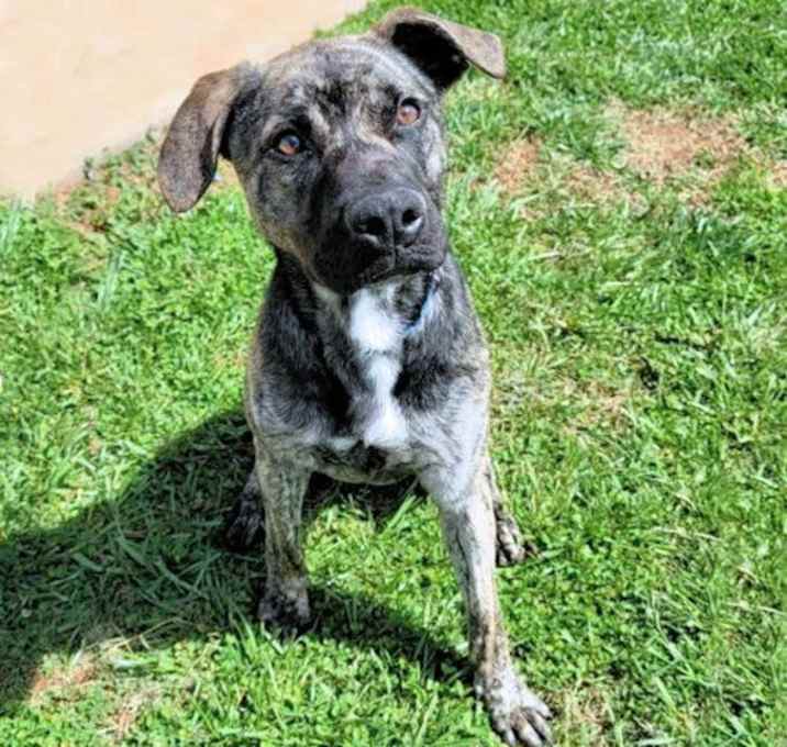 Photo of Brutus