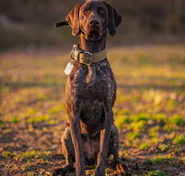 Photo of TESTDog2